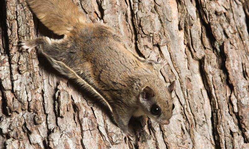 Meet Ohio’s Nocturnal Flying Squirrels Meet Ohio’s Nocturnal Flying Squirrels