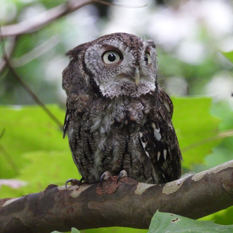 Meet Ohio's Secretive Eastern Screech-Owl