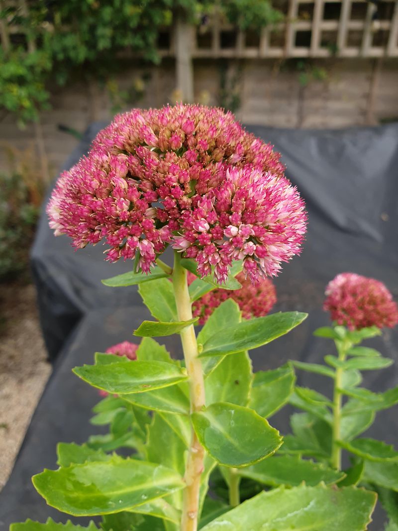 Meet Sedum Autumn Joy, The Cool Weather Star Meet Sedum Autumn Joy, The Cool Weather Star