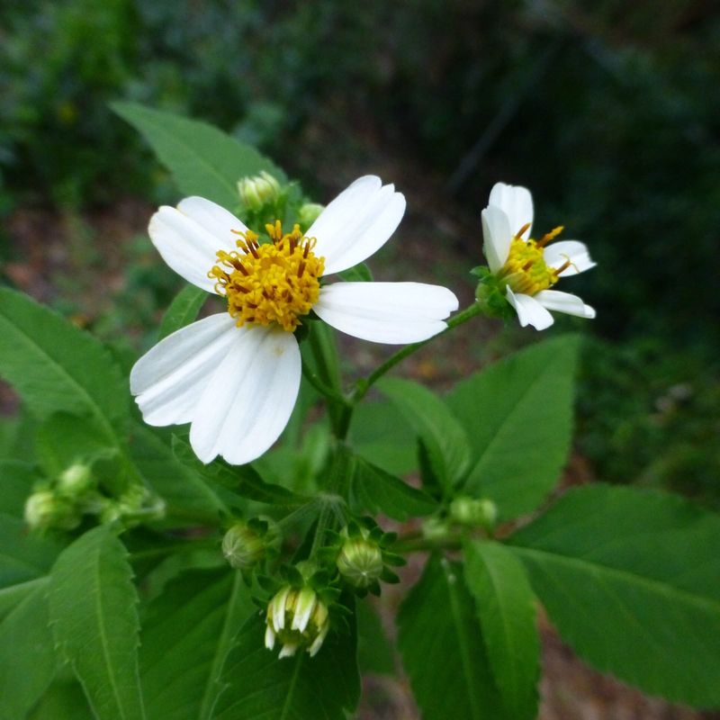 Meet Spanish Needle, The Overlooked Native