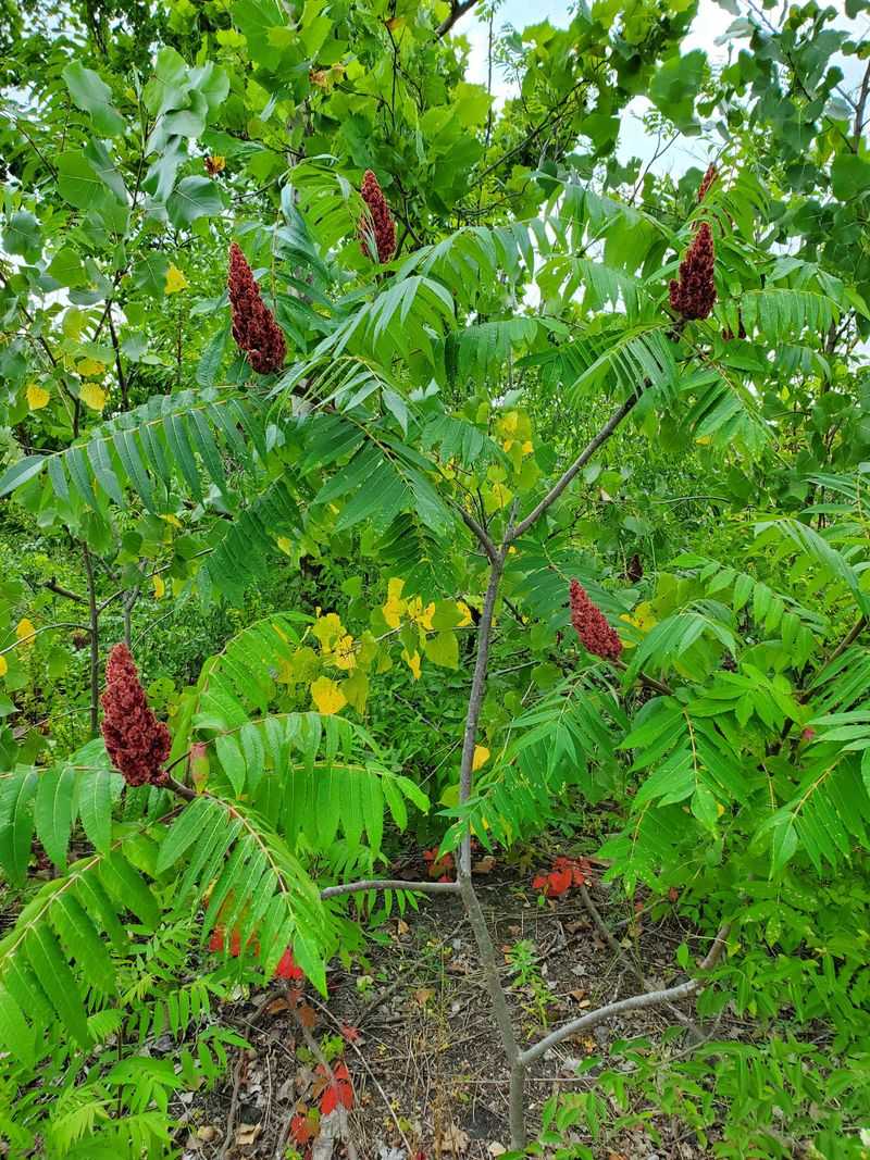 Meet Staghorn Sumac, Ohio’s Fiery Fall Native