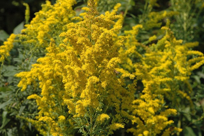 Meet Tall Goldenrod, Ohio's Late-Season Golden Native