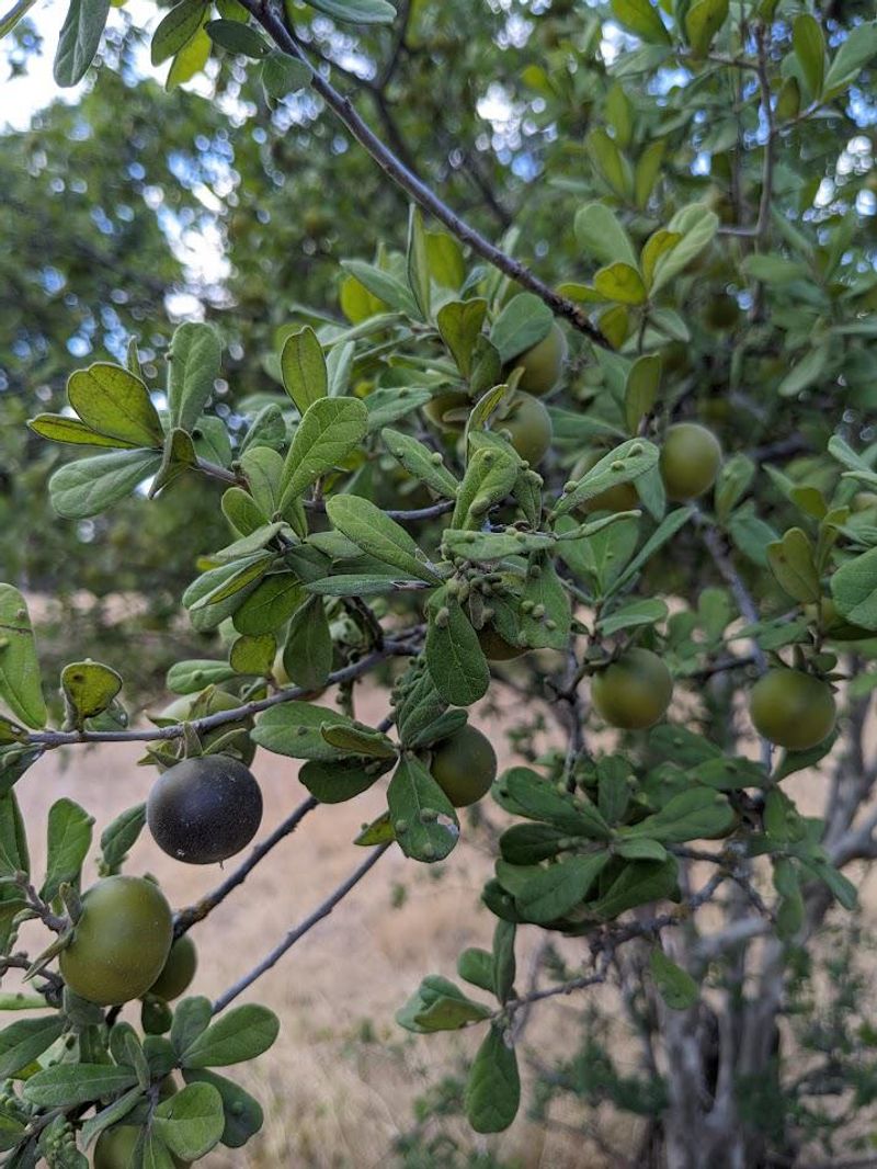 Meet Texas Persimmon, The Overlooked Native
