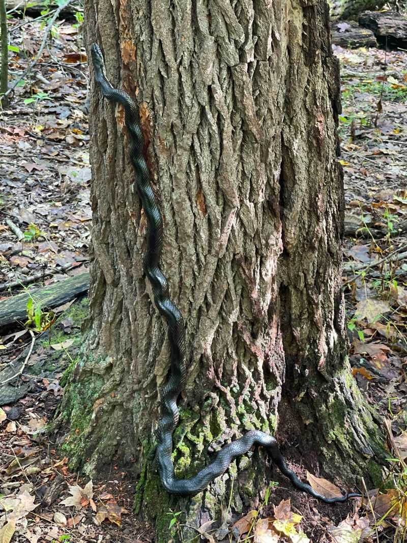 Meet The Black Rat Snake Behind Many Ohio Yard Sightings