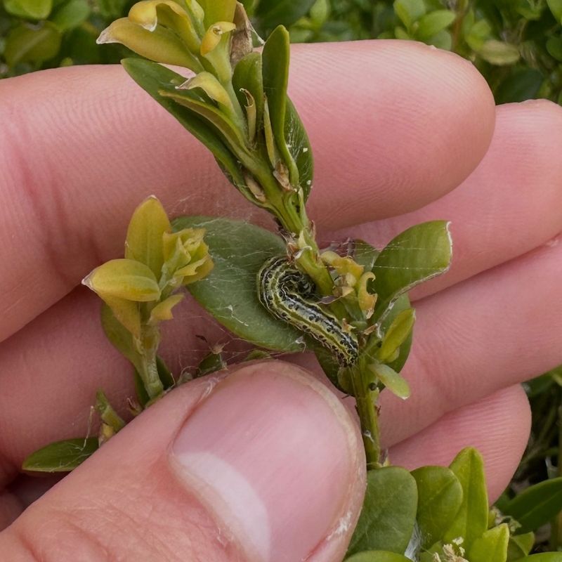 Meet The Box Tree Moth Caterpillar Behind The Damage Meet The Box Tree Moth Caterpillar Behind The Damage