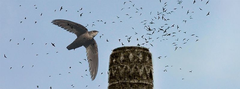 Meet The Chimney Swift, Florida’s Tiny Fall Chimney Visitor Meet The Chimney Swift, Florida’s Tiny Fall Chimney Visitor