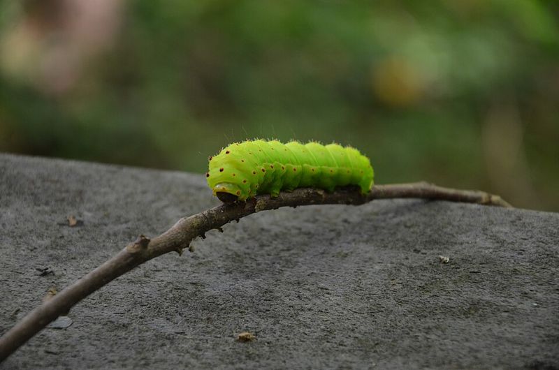 Meet The Chubby Green Wanderer In Your Yard