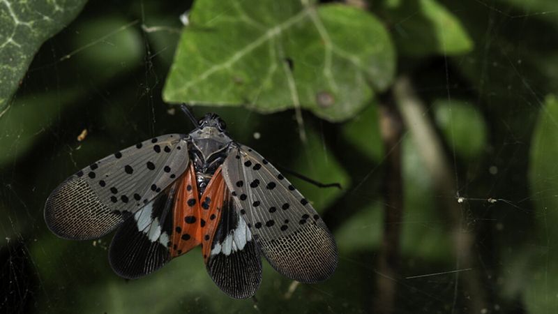 Meet The Colorful Hitchhiker Now Showing Up In Michigan Meet The Colorful Hitchhiker Now Showing Up In Michigan