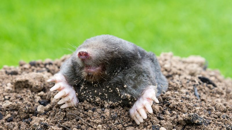 Meet The Eastern Mole Hunting Beneath Your Florida Lawn