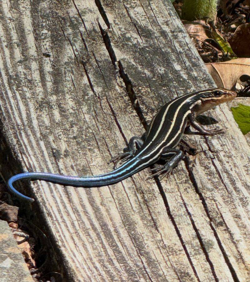 Meet The Flash Of Blue Darting Across Your Deck