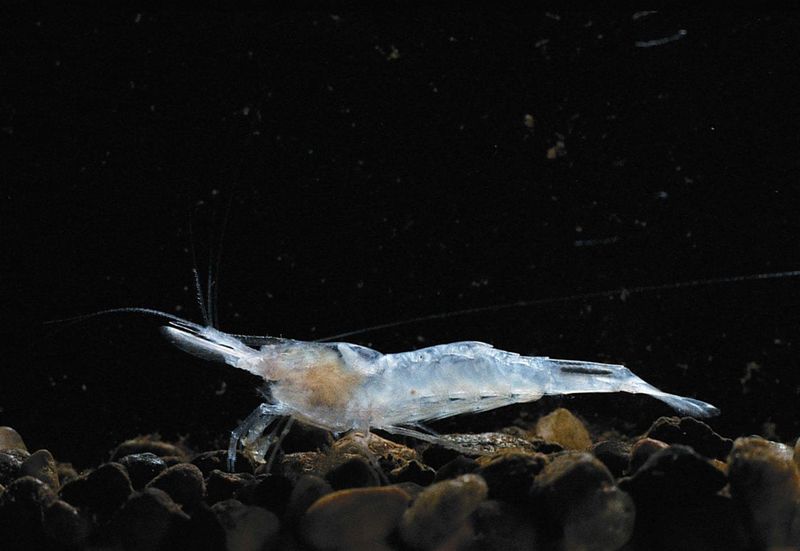 Meet The Ghostly Swimmer Of Mammoth Cave Meet The Ghostly Swimmer Of Mammoth Cave