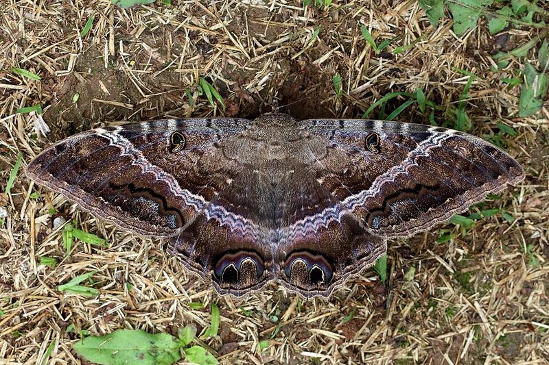 Meet The Giant Visitor Behind The Porch Light Surprise