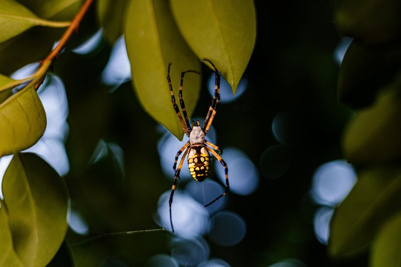 Meet The Golden Silk Orb-Weaver Filling Florida Gardens Meet The Golden Silk Orb-Weaver Filling Florida Gardens