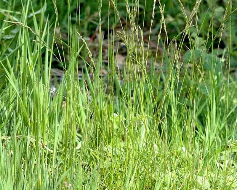 Meet The Grass That Naturally Shuts Down