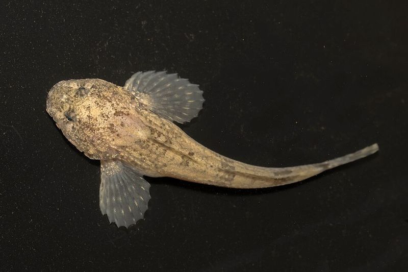 Meet The Grotto Sculpin, Missouri's Underground Oddball