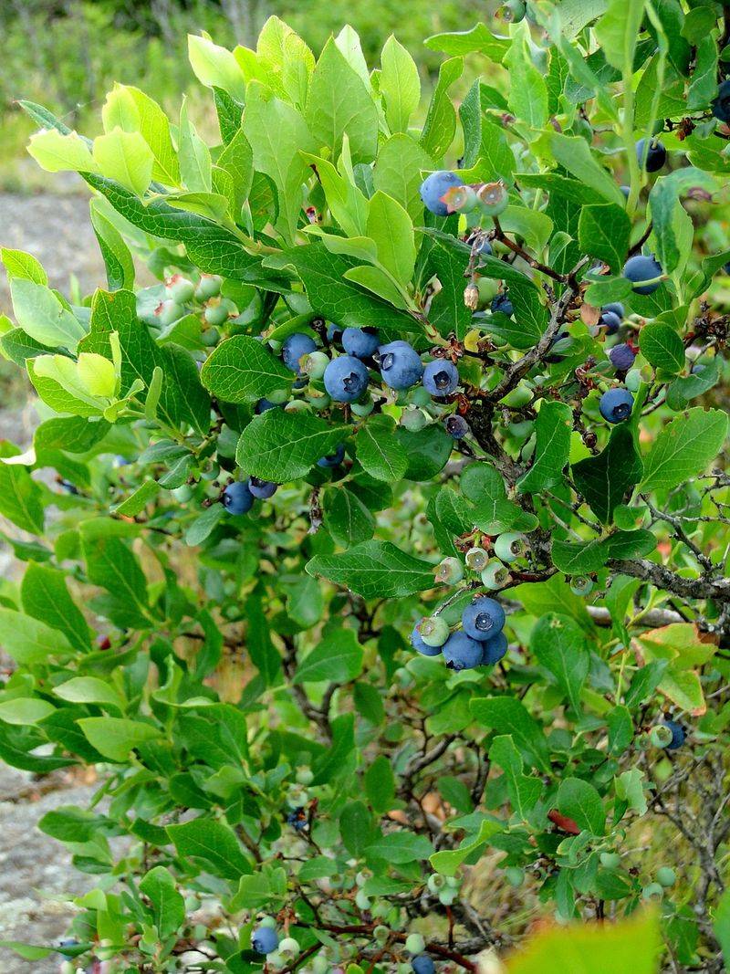 Meet The Highbush Blueberry Investment