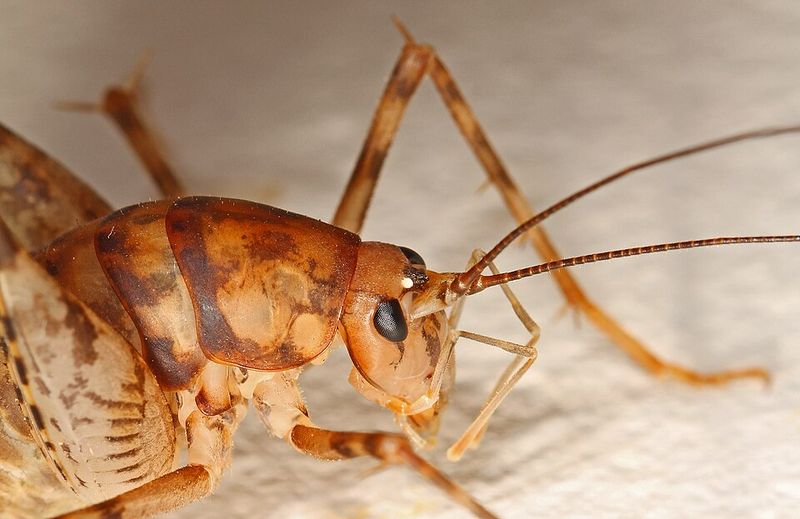 Meet The Humpbacked Hopper Behind The Startle