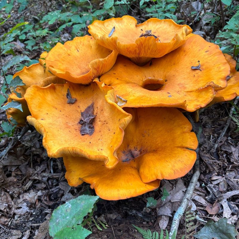 Meet The Jack-O'-Lantern Mushroom