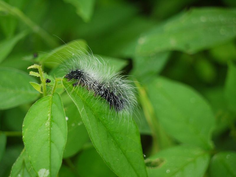 Meet The Moth Hiding Inside That Fuzz