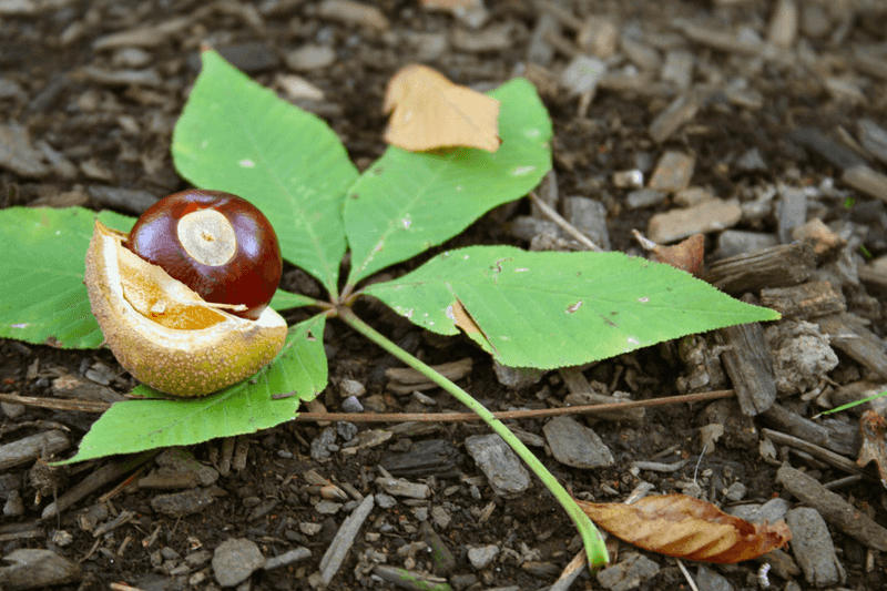 Meet The Ohio Buckeye And Its Glossy Seeds Meet The Ohio Buckeye And Its Glossy Seeds