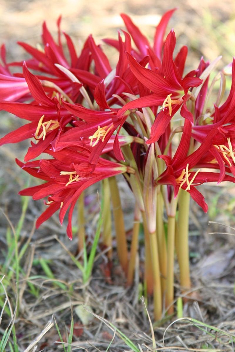 Meet The Oxblood Lily, Rain-Triggered Bloom