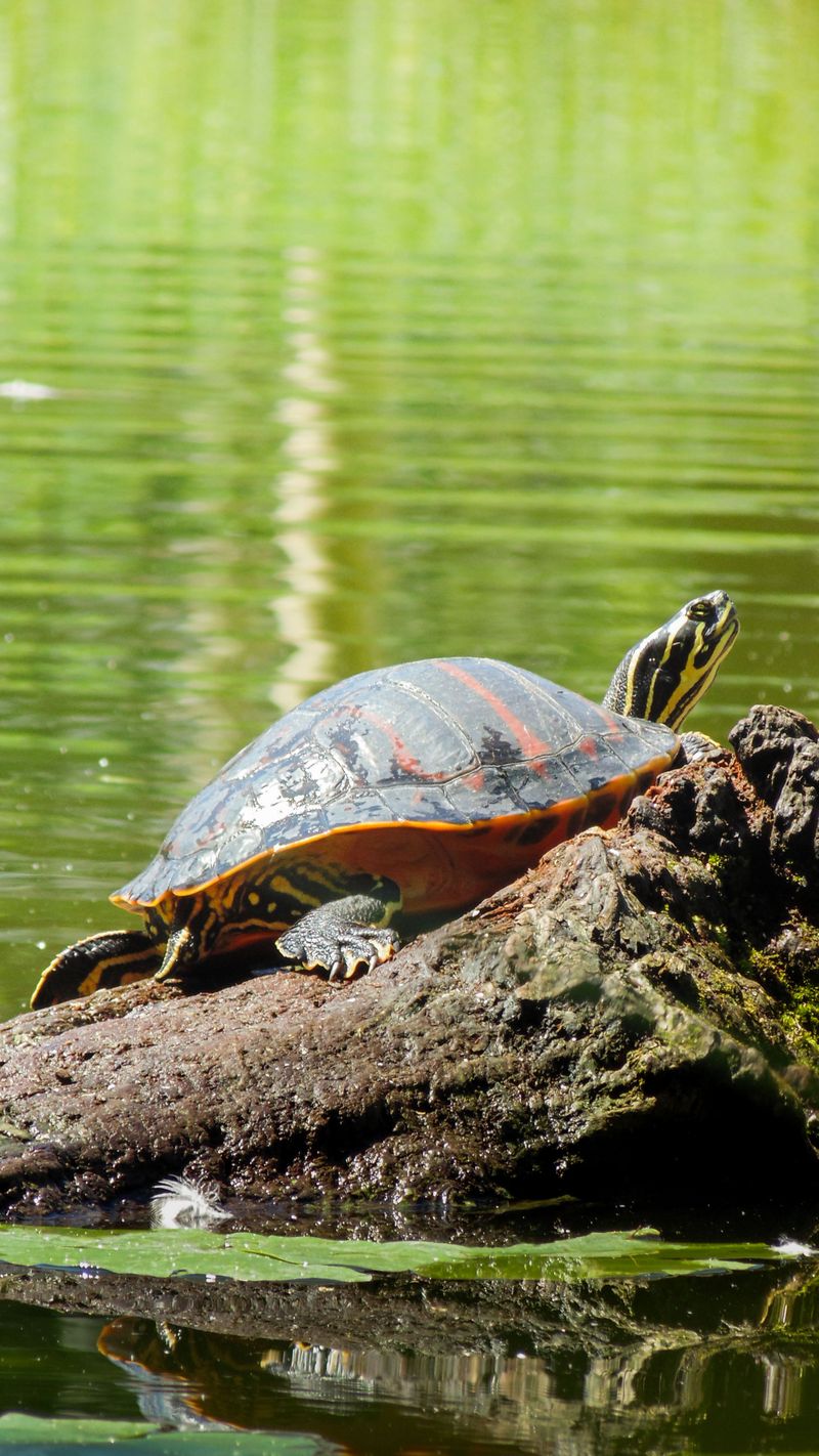 Meet The Painted Turtle On Every Sunny Log Meet The Painted Turtle On Every Sunny Log