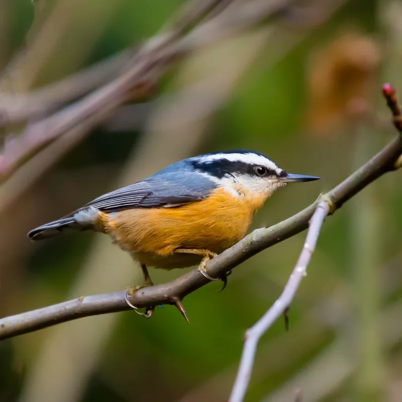 Meet The Red-Breasted Nuthatch, Ohio’s Tiny Winter Visitor