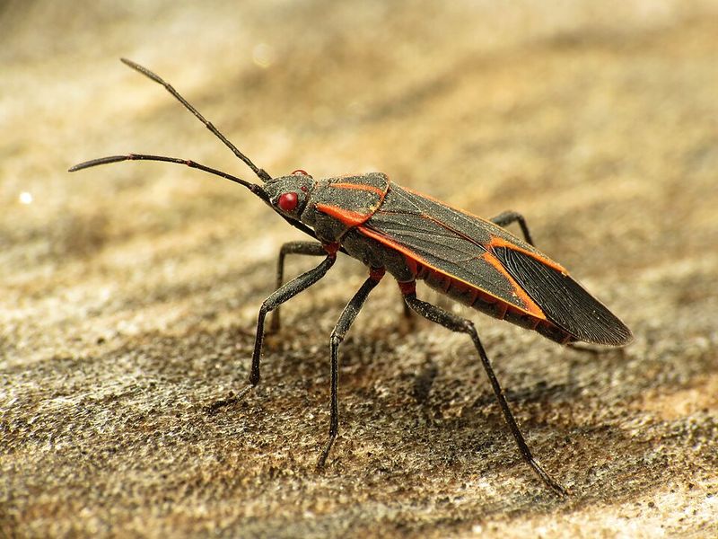 Meet The Red-Striped Visitors Sunning Themselves On Your Siding Meet The Red-Striped Visitors Sunning Themselves On Your Siding