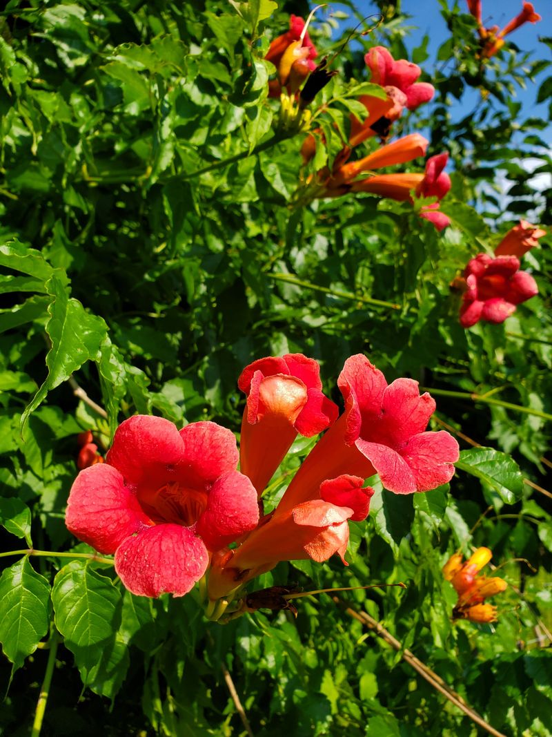 Meet The Trumpet Vine, A True New York Native