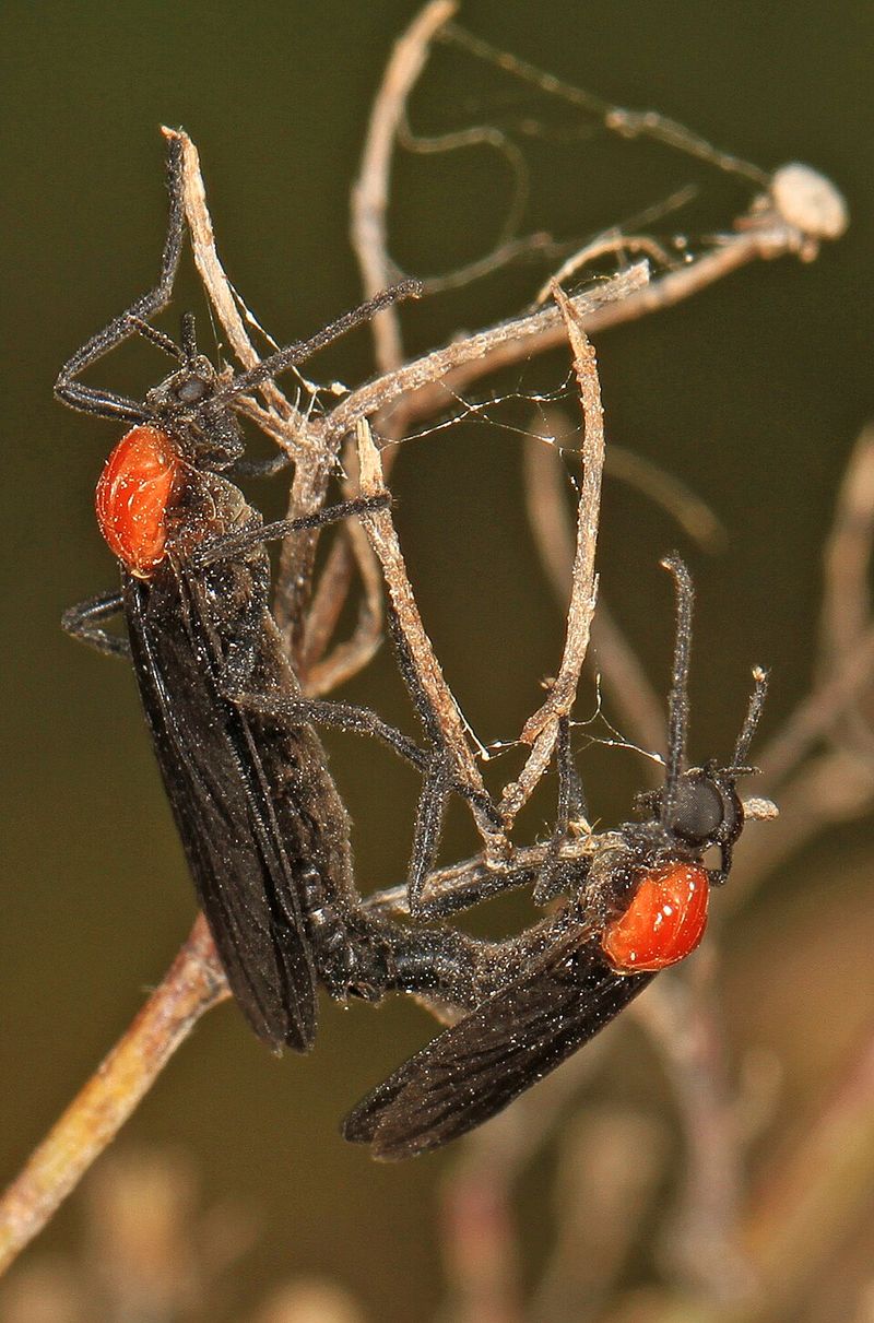 Meet The Two-Bug Traveler Behind The Windshield Mess