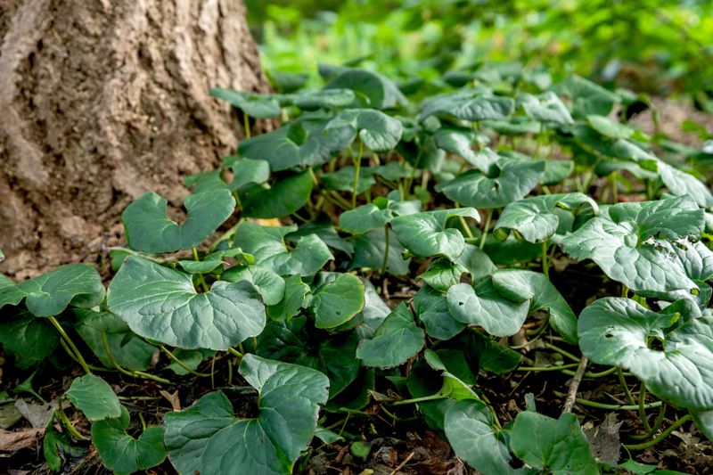 Meet Wild Ginger, Ohio’s Woodland Shade Native