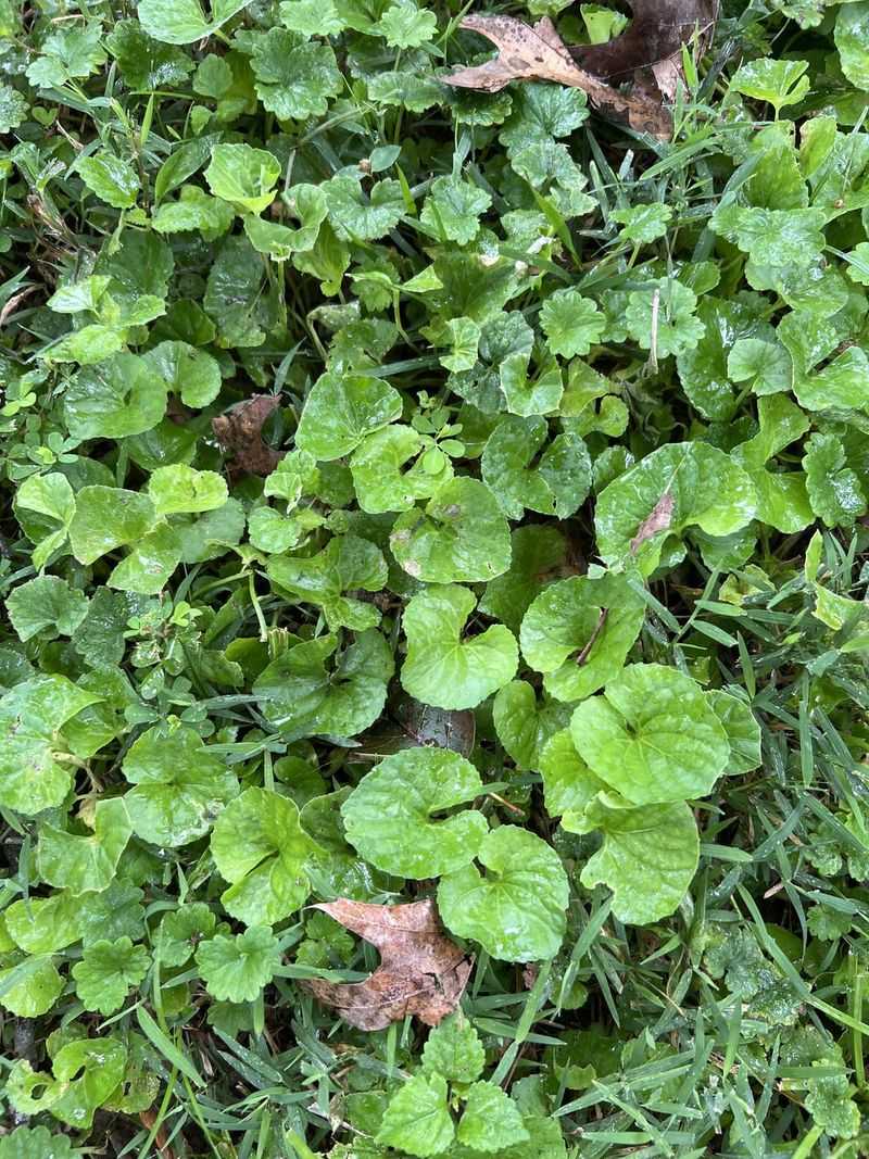 Meet Wild Ginger, Oregon's Woodland Native Meet Wild Ginger, Oregon's Woodland Native