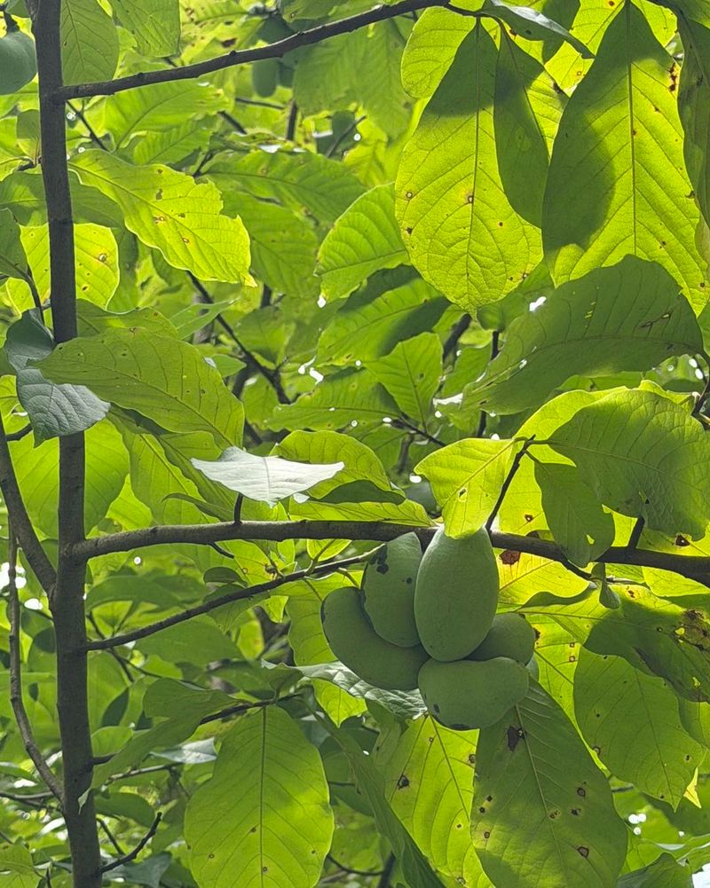 The Custard Fruit Hiding In Kentucky's Woods