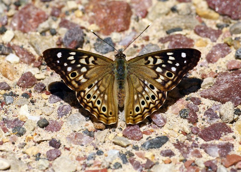 The Hackberry Emperor Is Tennessee's Friendliest Freeloader