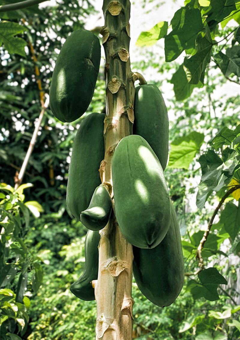 Meet the Pawpaw, America's Overlooked Native Fruit Meet the Pawpaw, America's Overlooked Native Fruit