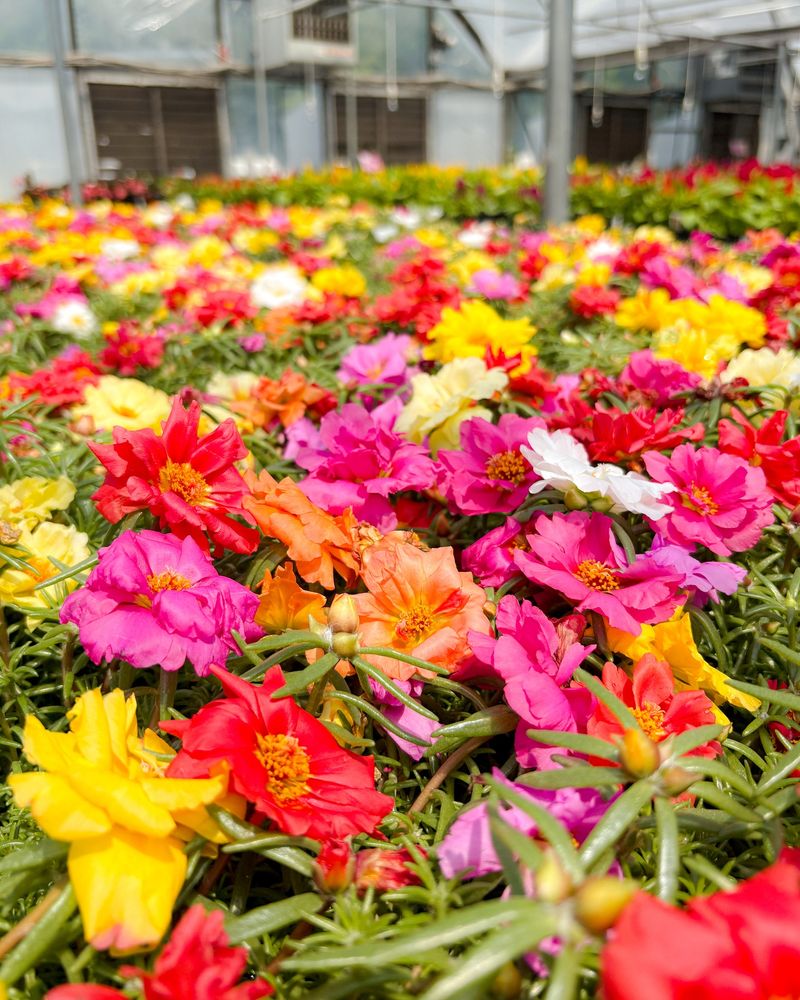 Meet the flower behind the clock Meet the flower behind the clock