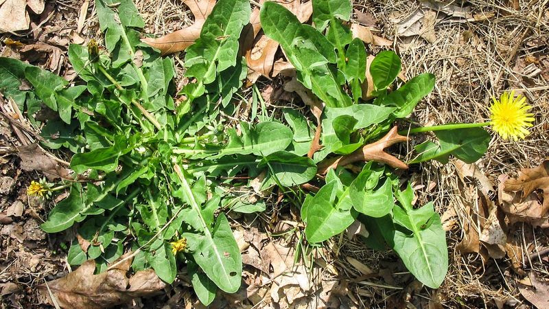 Meet the introduced yellow flower in your Arizona yard