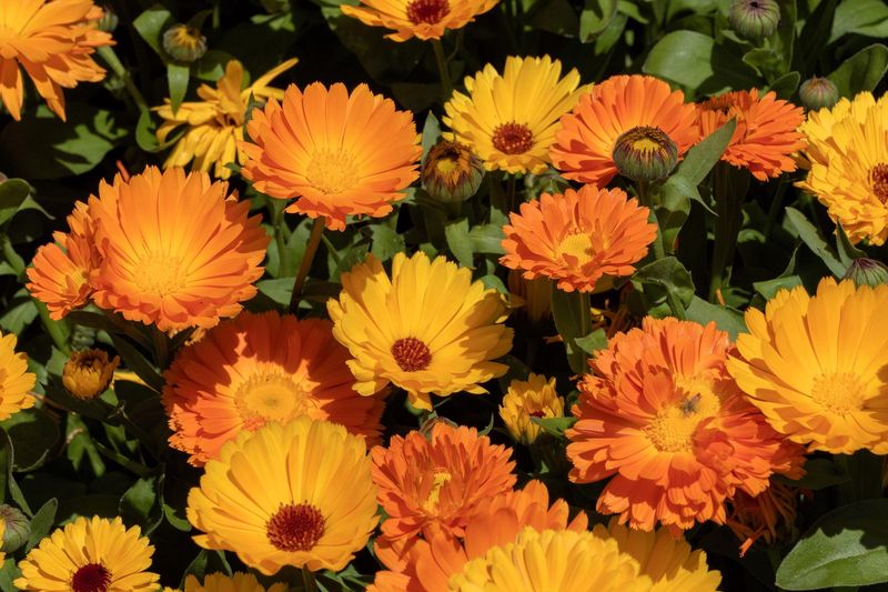 Meet the pot marigold behind the claim Meet the pot marigold behind the claim