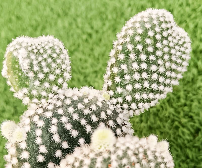 Meet the soft-looking bunny-ears prickly pear Meet the soft-looking bunny-ears prickly pear