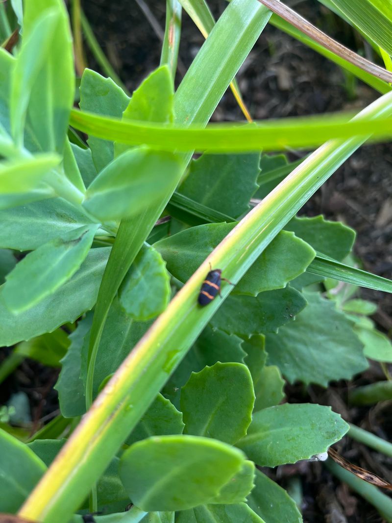 Melons Share Their Pests Too Generously Melons Share Their Pests Too Generously