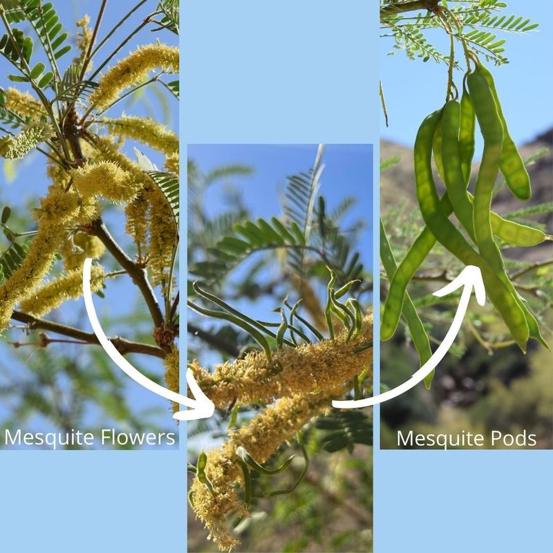 Mesquite in Arizona
