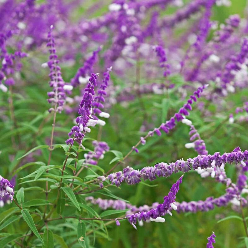 Mexican Bush Sage Glows With Velvet Purple Spikes Mexican Bush Sage Glows With Velvet Purple Spikes