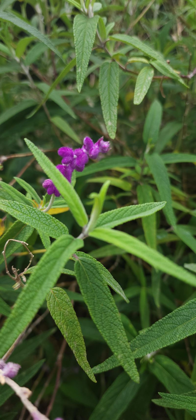 Mexican Bush Sage Signals Fall Has Arrived