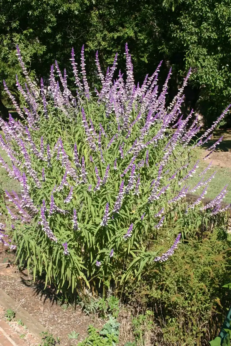 Mexican Bush Sage Signals Fall Has Arrived Mexican Bush Sage Signals Fall Has Arrived