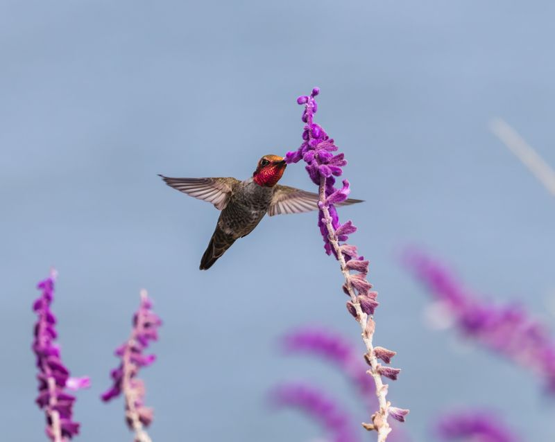 Mexican Bush Sage Waves Purple Velvet At Hummingbirds