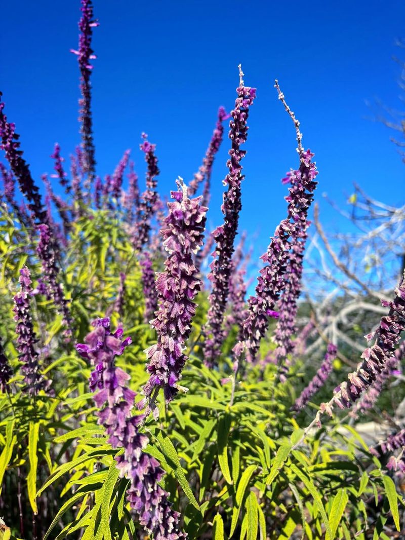 Mexican Bush Sage Mexican Bush Sage