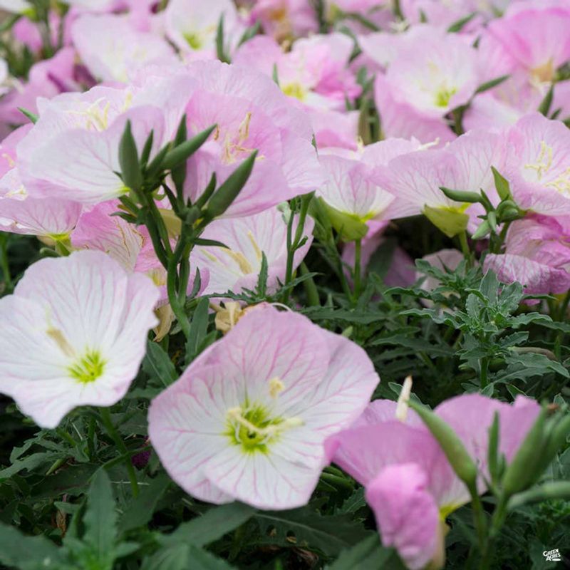Mexican Evening Primrose in Arizona