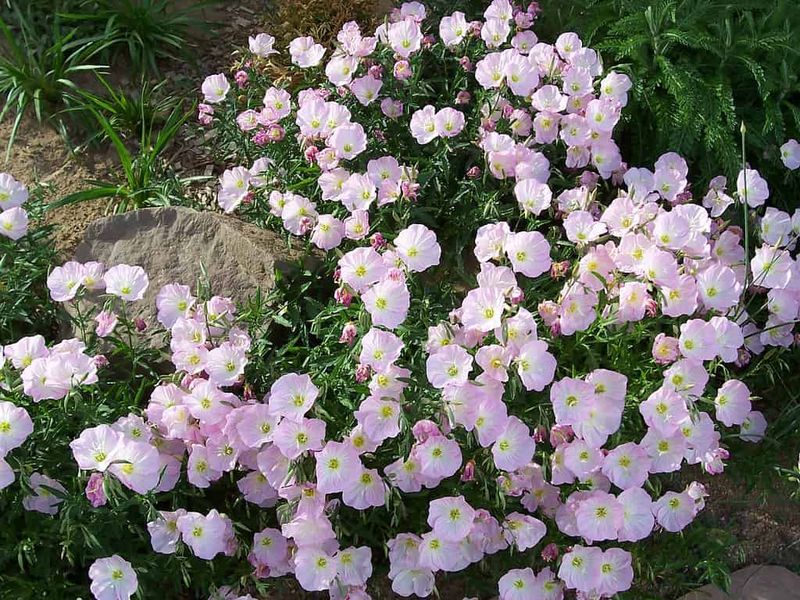 Mexican Evening Primrose
