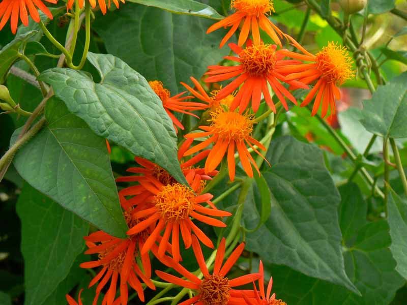 Mexican Flame Vine Mexican Flame Vine