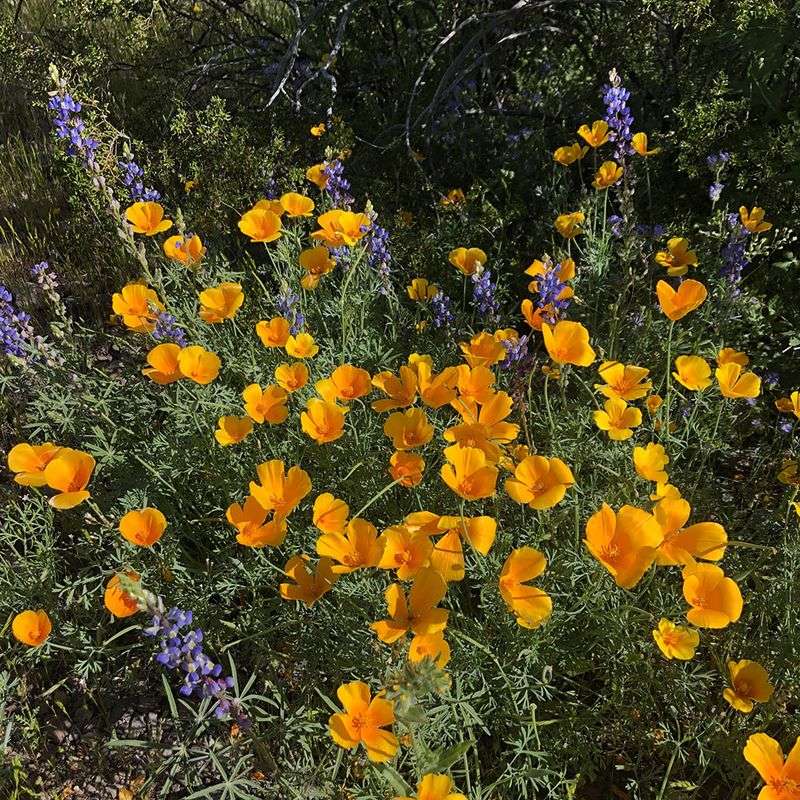 Mexican Gold Poppy Mexican Gold Poppy